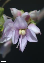 Veronica pentasepala. Flower. Scale = 1 mm.
 Image: P.J. Garnock-Jones © Te Papa CC-BY-NC 3.0 NZ